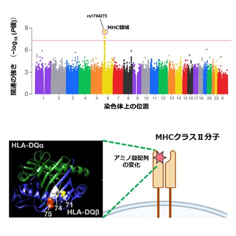 hla遺伝子 キス|HLA の遺伝学－多型、連鎖不平衡・ハプロタイプから 人類。